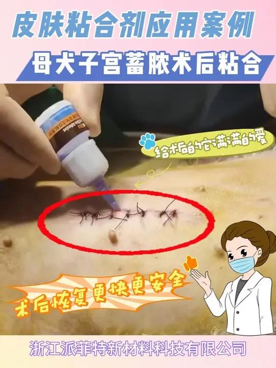 母犬子宫蓄脓手术伤口粘合 皮肤粘合剂粘合术后伤口,让毛孩子术后恢复更快、更安全,给它更好的