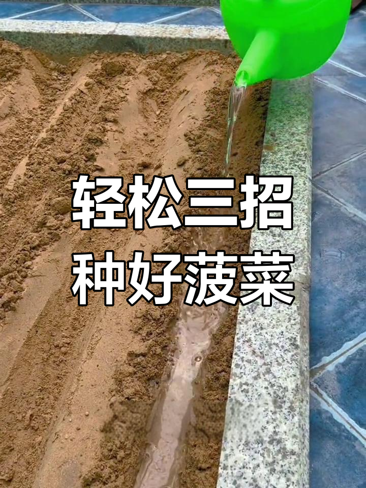 三步教你种出健康菠菜,快速发芽长势旺