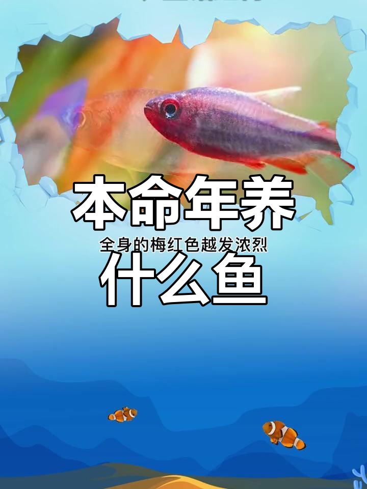 红色小型观赏鱼推荐:火焰铅笔与潘塔纳尔扯奇