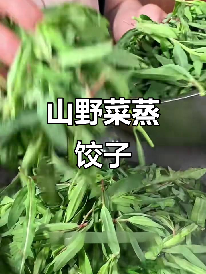 沙麻蚱蒸饺,野菜与油脂辣完美结合