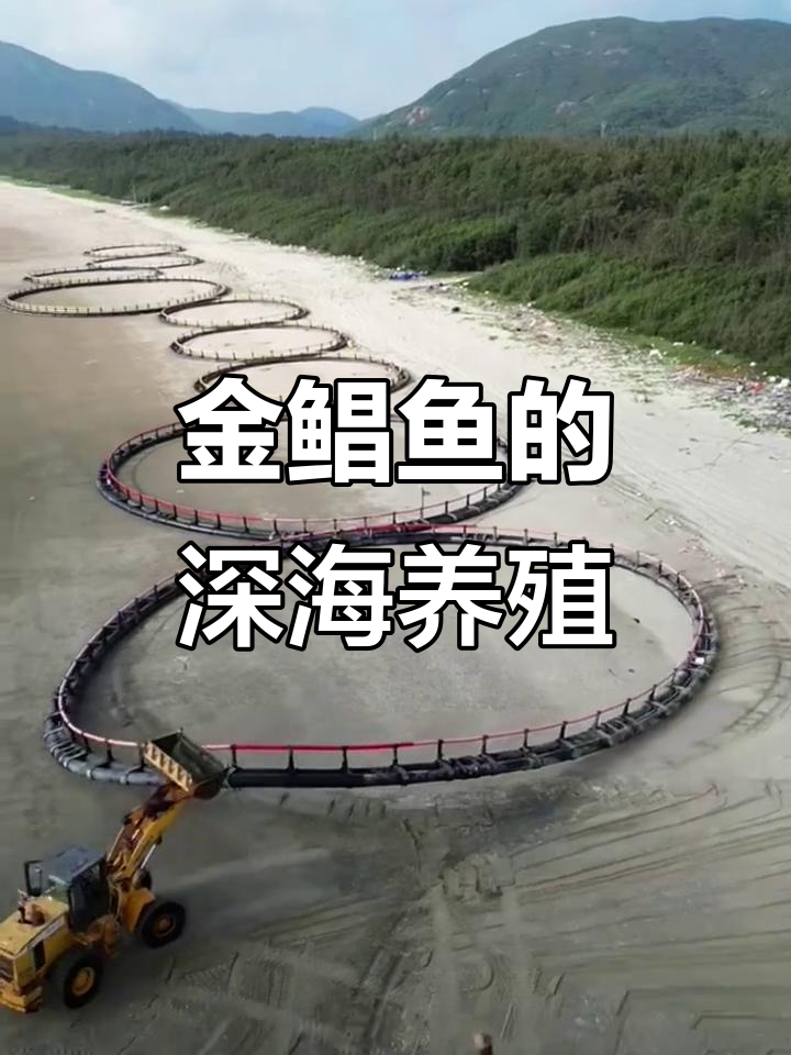 深海网箱养殖揭秘:金鲳鱼如何生长