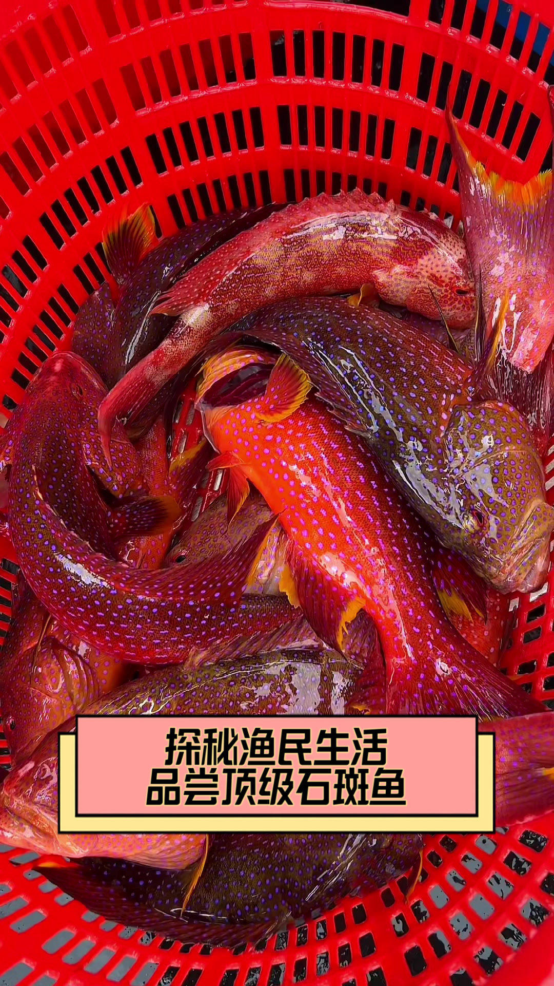 探秘渔民生活,品尝顶级石斑鱼
