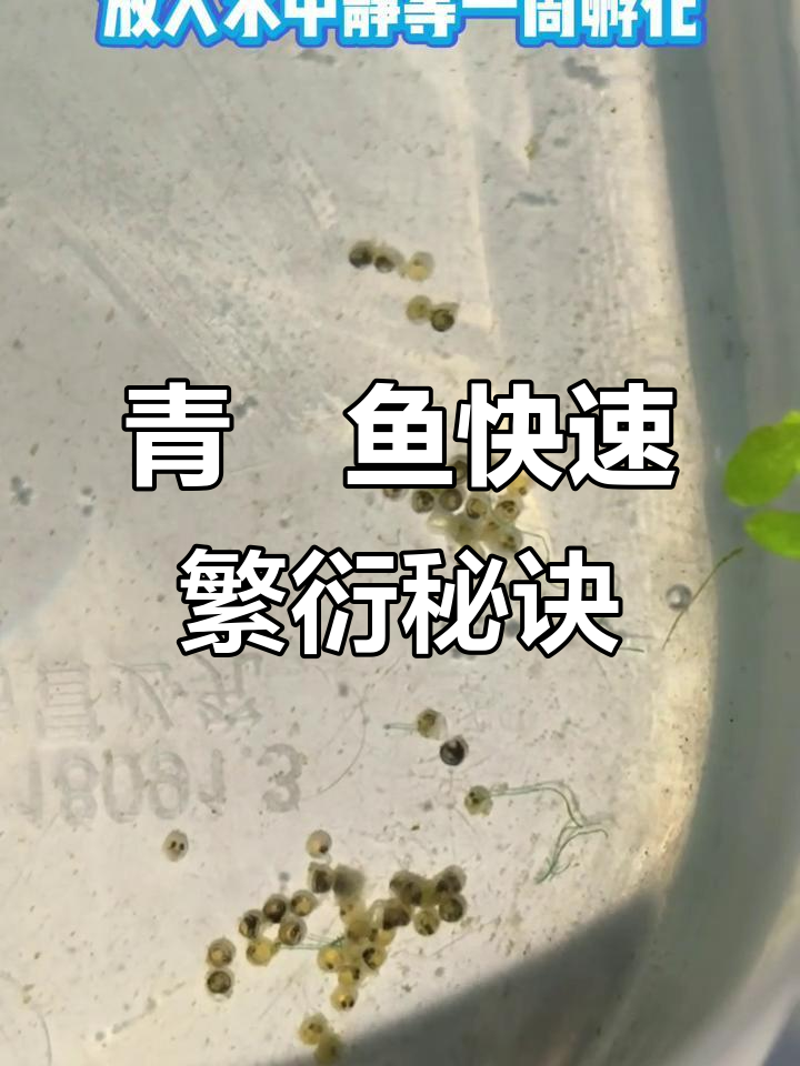 观背青鱂鱼繁殖技巧:从十条到一千条轻松搞定