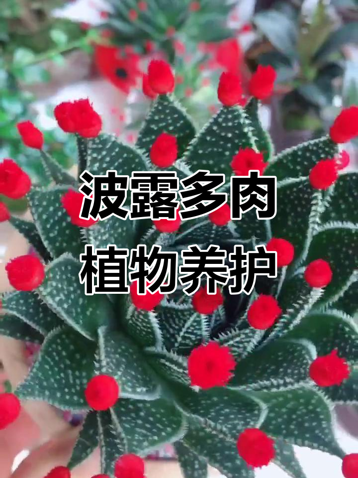 波露多肉植物养护技巧:少浇水,沙土或蛭石栽培更佳