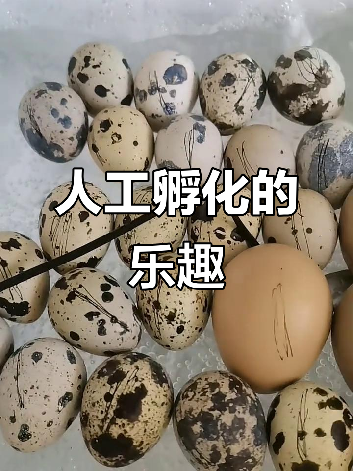 鹌鹑和鸽子蛋孵化大作战,生活记录全程实拍