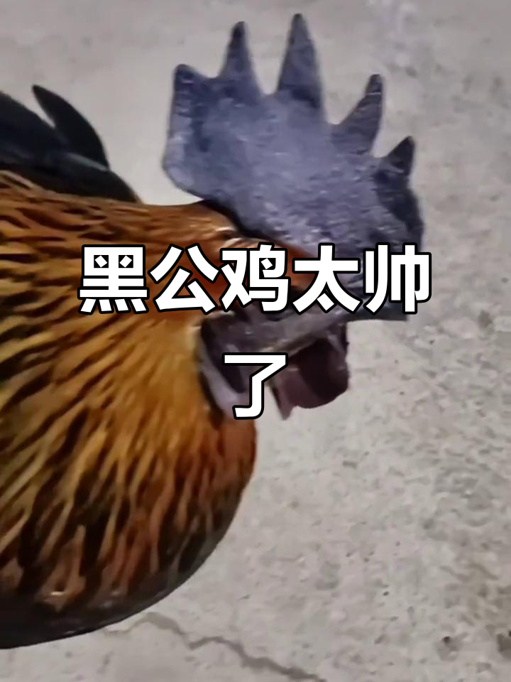 这只黑公鸡真帅气,乌骨老母鸡的魅力展现