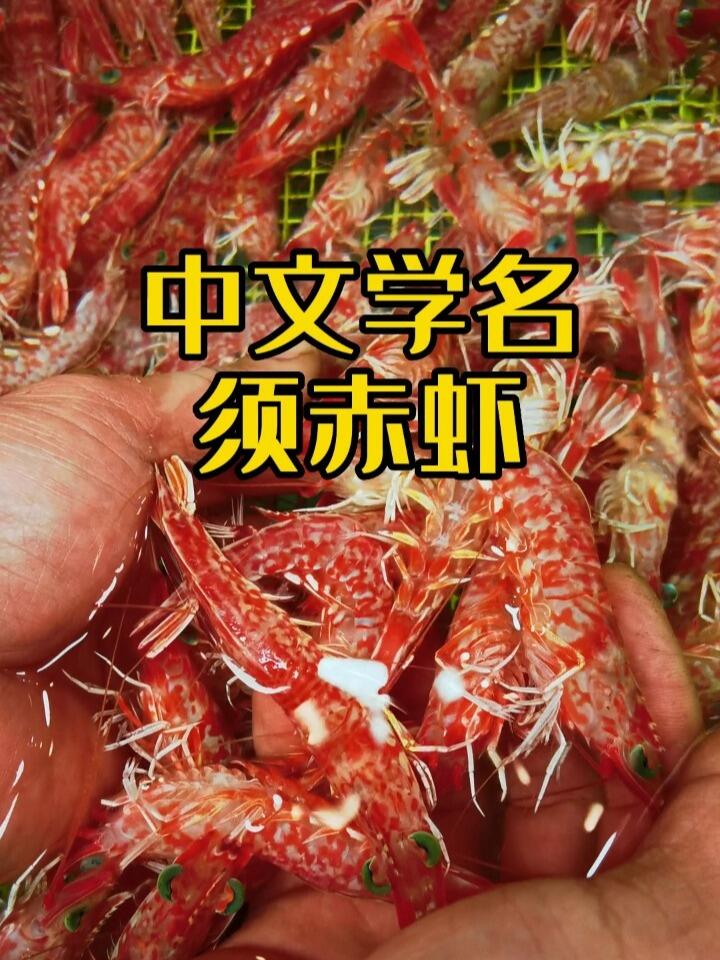 我们市场叫赤米 中文学名叫樱花虾 须赤虾 这种虾用来刺身跟生腌也是不错的选择