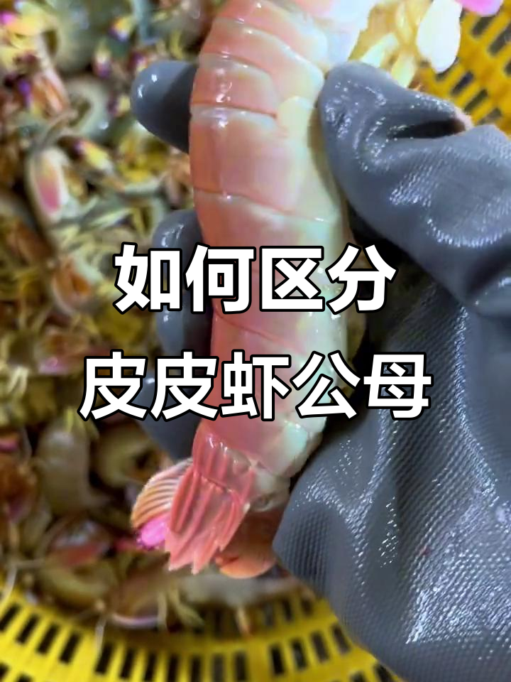 皮皮虾公母分辨，贵妃砂锅与孔雀尾的秘密