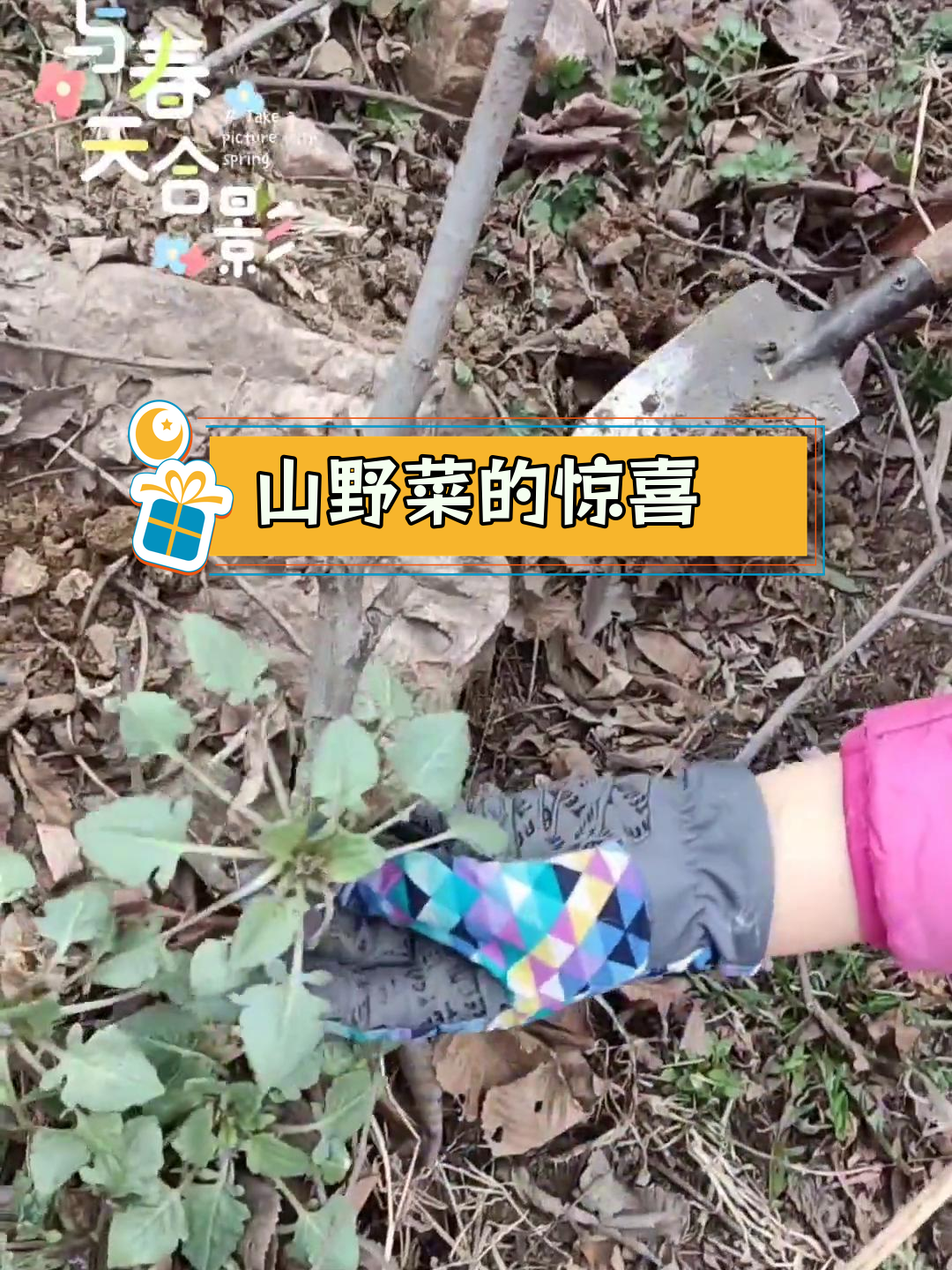 发现新山野菜:紫叶波,美味汤料