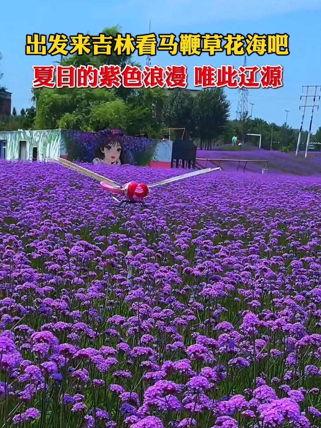 出发来吉林看马鞭草花海吧!夏日的紫色浪漫——唯此辽源!好看的花一定要分享给你 辽源你藏的也