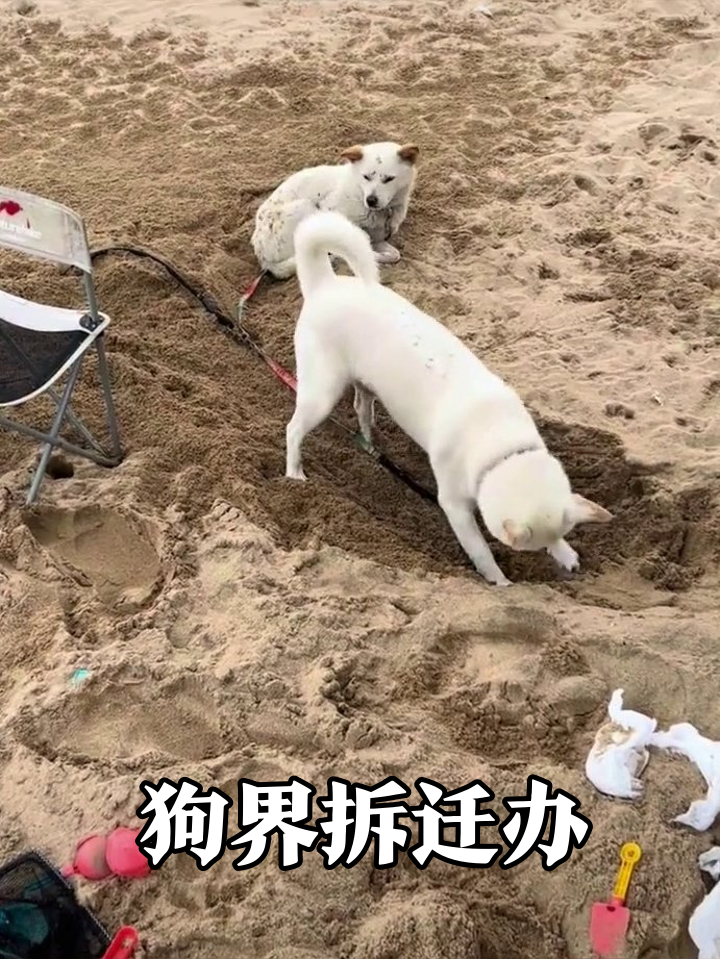 狗子挖沙摸鱼两不误,转头就去菜地当拆迁办