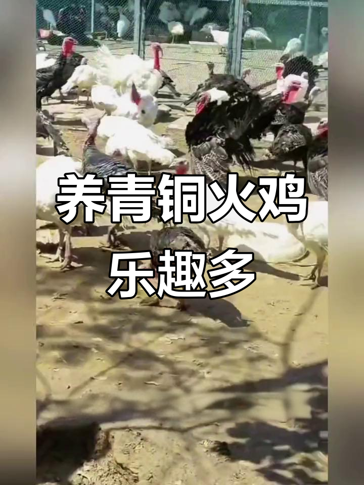 青铜火鸡养殖:轻松上手,宠物般陪伴你