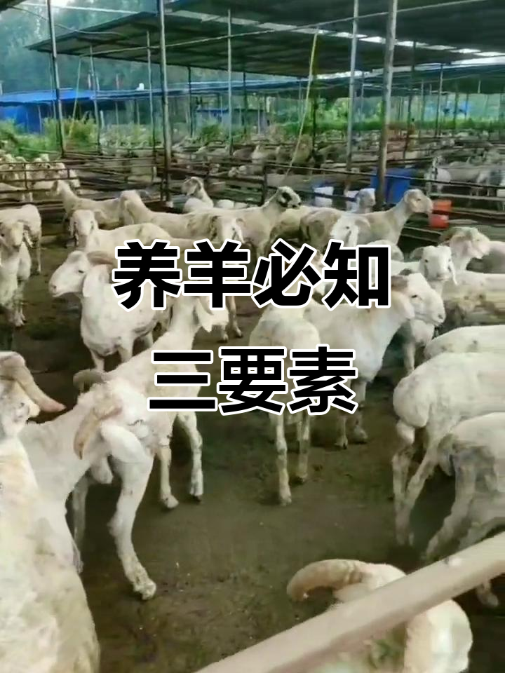 羊饲料三大关键营养成分,助力养殖更高效