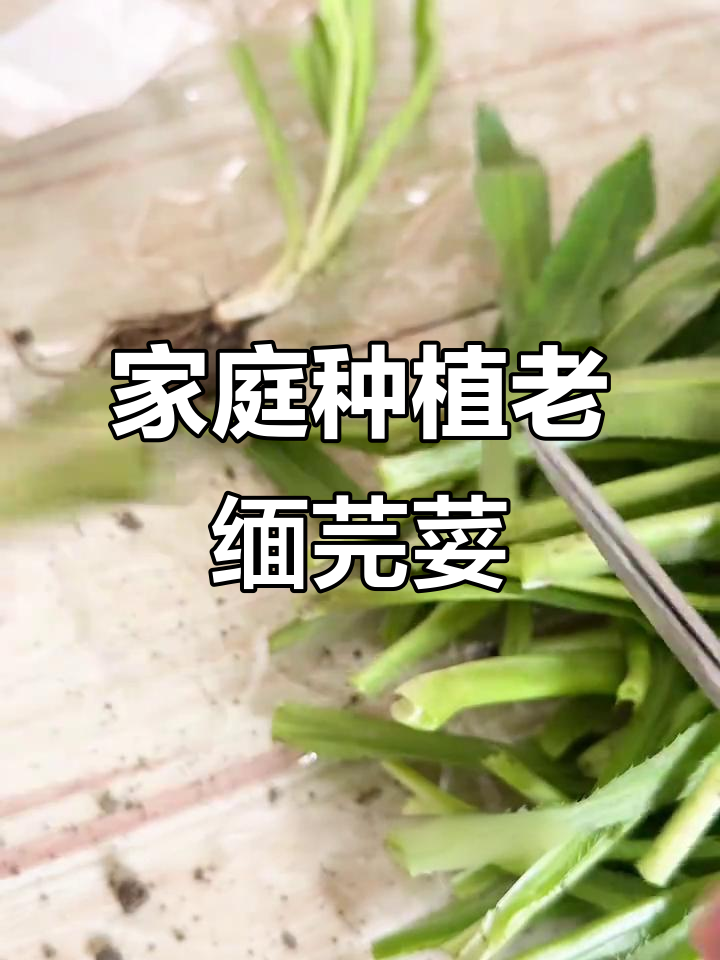 在家种老缅芫荽,成活率超高!傣味料理轻松搞定