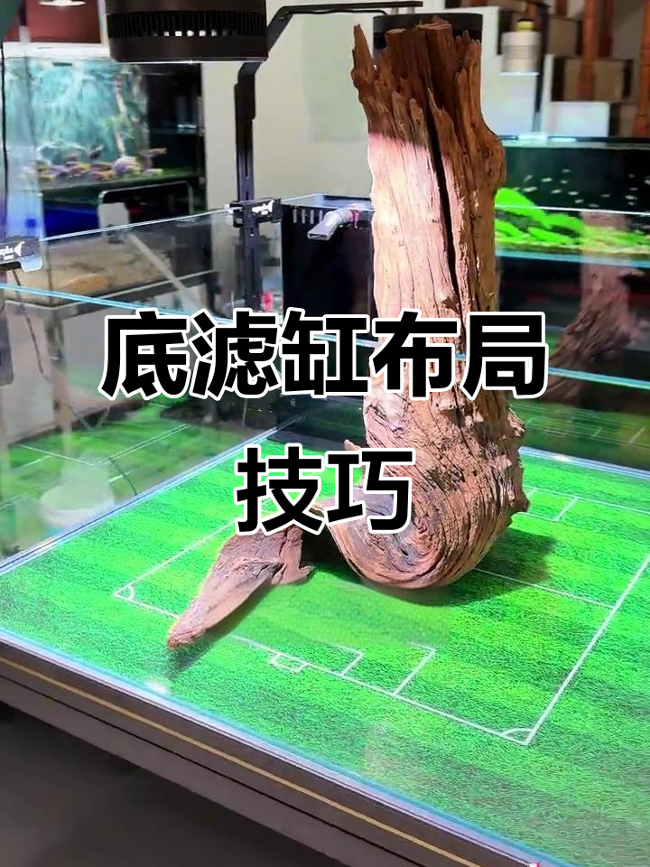 如何布置底滤缸？80方水族箱，500条大勾鱼准备就绪