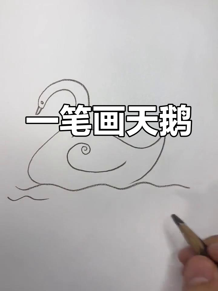 轻松学画白天鹅,简单几步完成