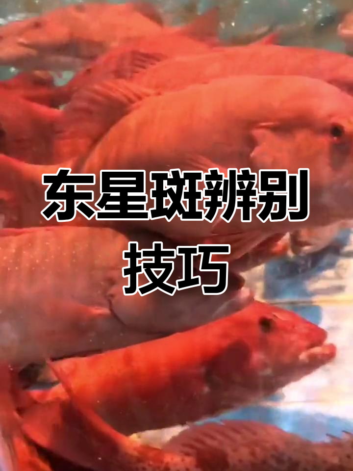 如何辨别东星斑与相似鱼类