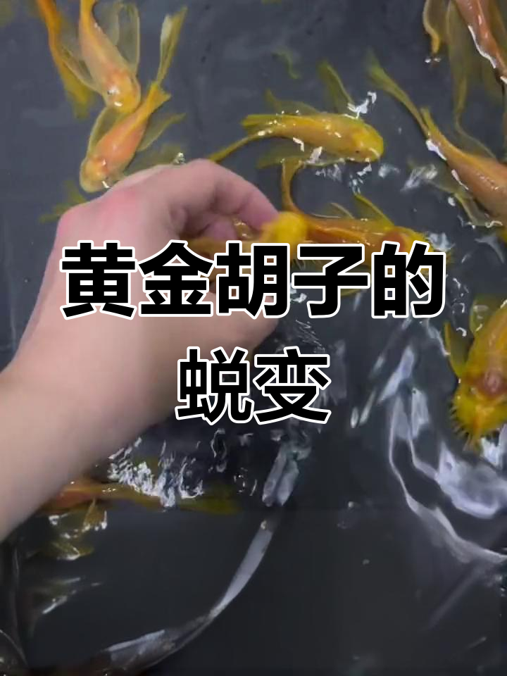 黄金大胡子成长记：从潦草到帅气，鱼友审美两极化