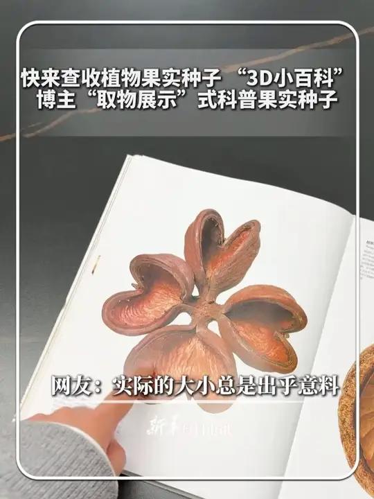 #每日新知｜快来查收植物果实种子 “3D小百科”，博主“取物展示”式科普果实种子！网友：实