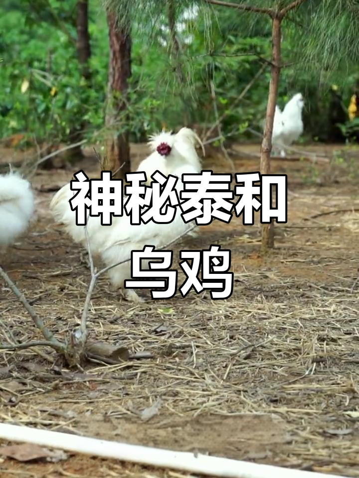 泰和乌鸡:独特的外貌与营养价值