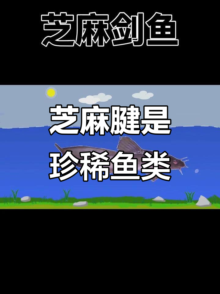 芝麻剑:鲢鱼亲戚,身上布满黑点,已成濒危动物