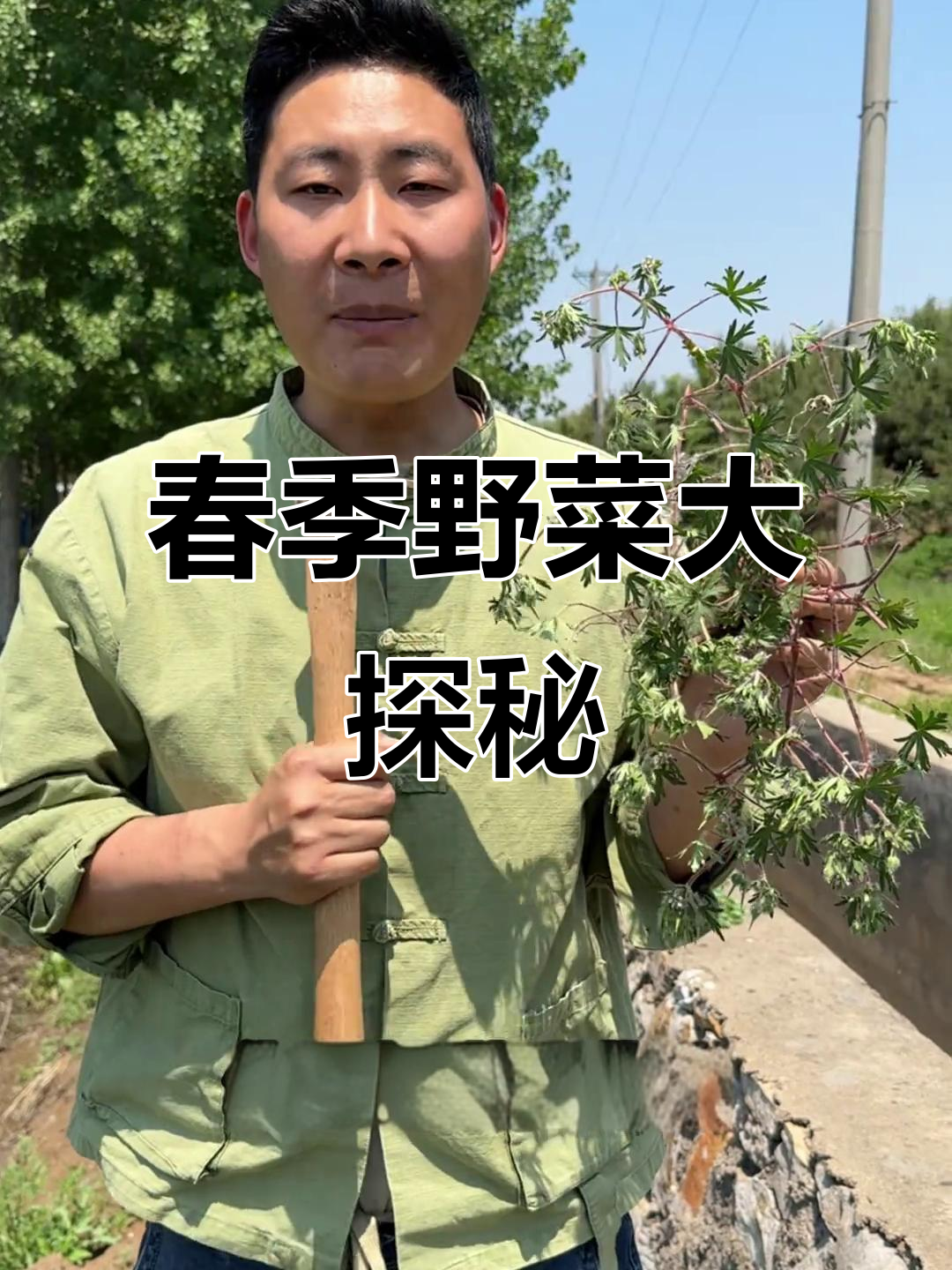 春季山东野菜大揭秘，你认识几种？