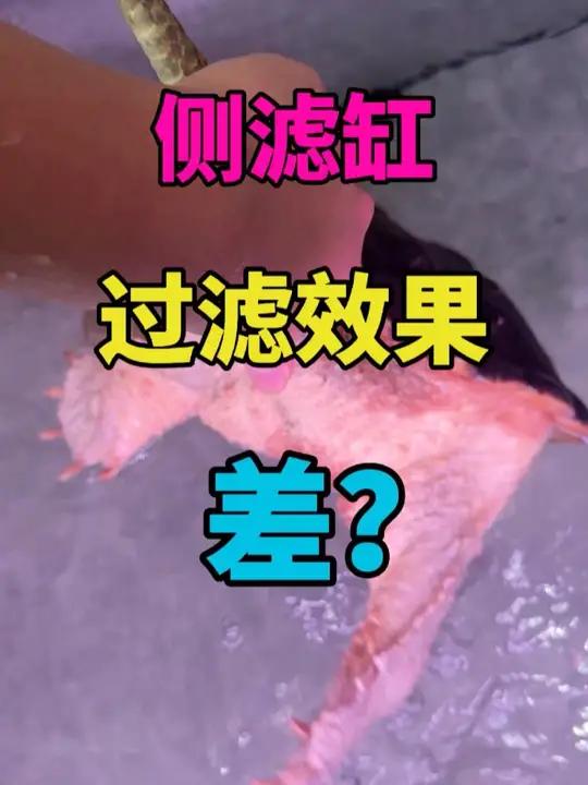 侧滤缸过滤效果差？我这只背甲三十多公分的鳄龟拉的还没你鱼多吗 #侧滤 #龟缸过滤 #背滤 