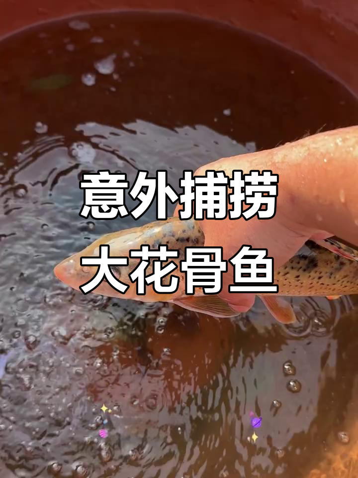 鱼塘抓到超大野生花骨鱼,竟然这么大!