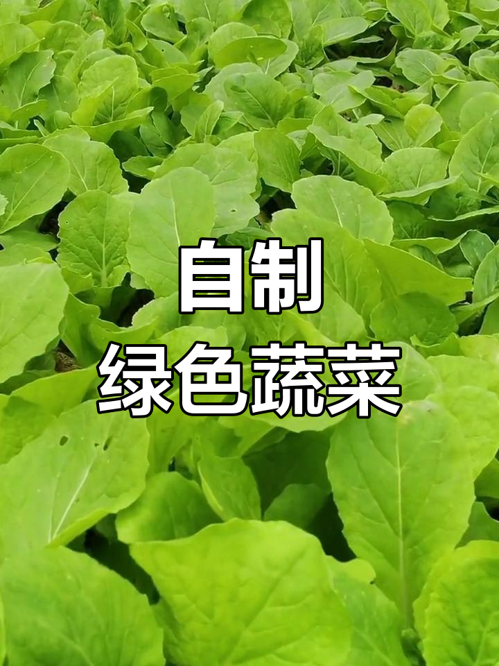 一个月种出新鲜小白菜,阳台种植无公害