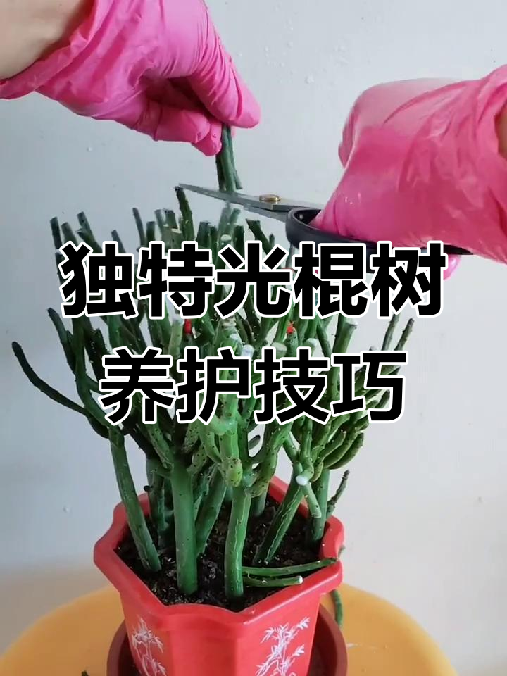 光棍树:无叶多肉,超耐养!