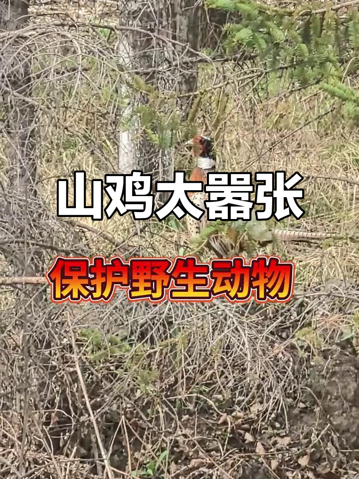 七彩山鸡嚣张公路,兄弟们不敢靠近