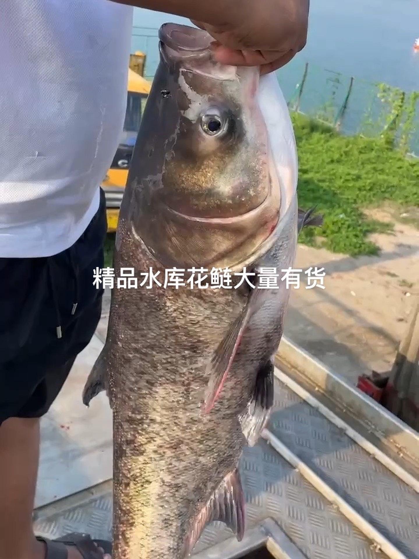 水库有机大花鲢 花鲢 巨物 大头鱼