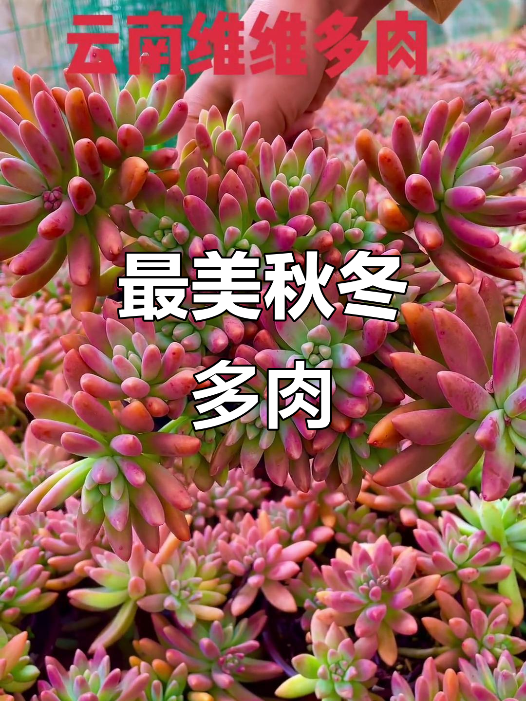 秋冬季节最美多肉,秋丽与丝绸面纱的完美搭配