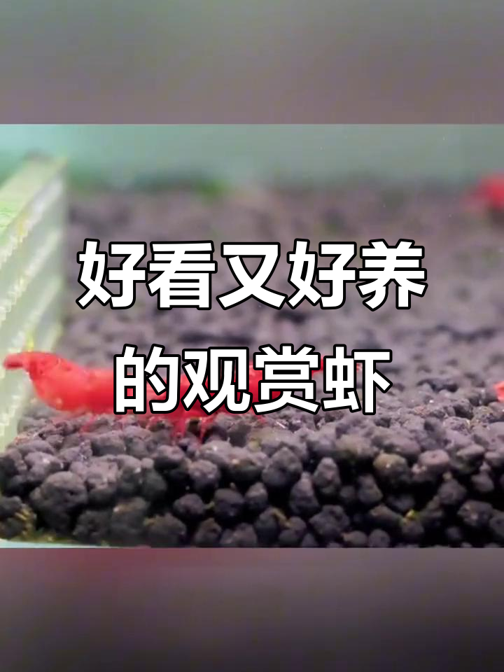 极火虾、黄金虾、蓝钻虾……这些观赏虾让你鱼缸更美,还能除藻!