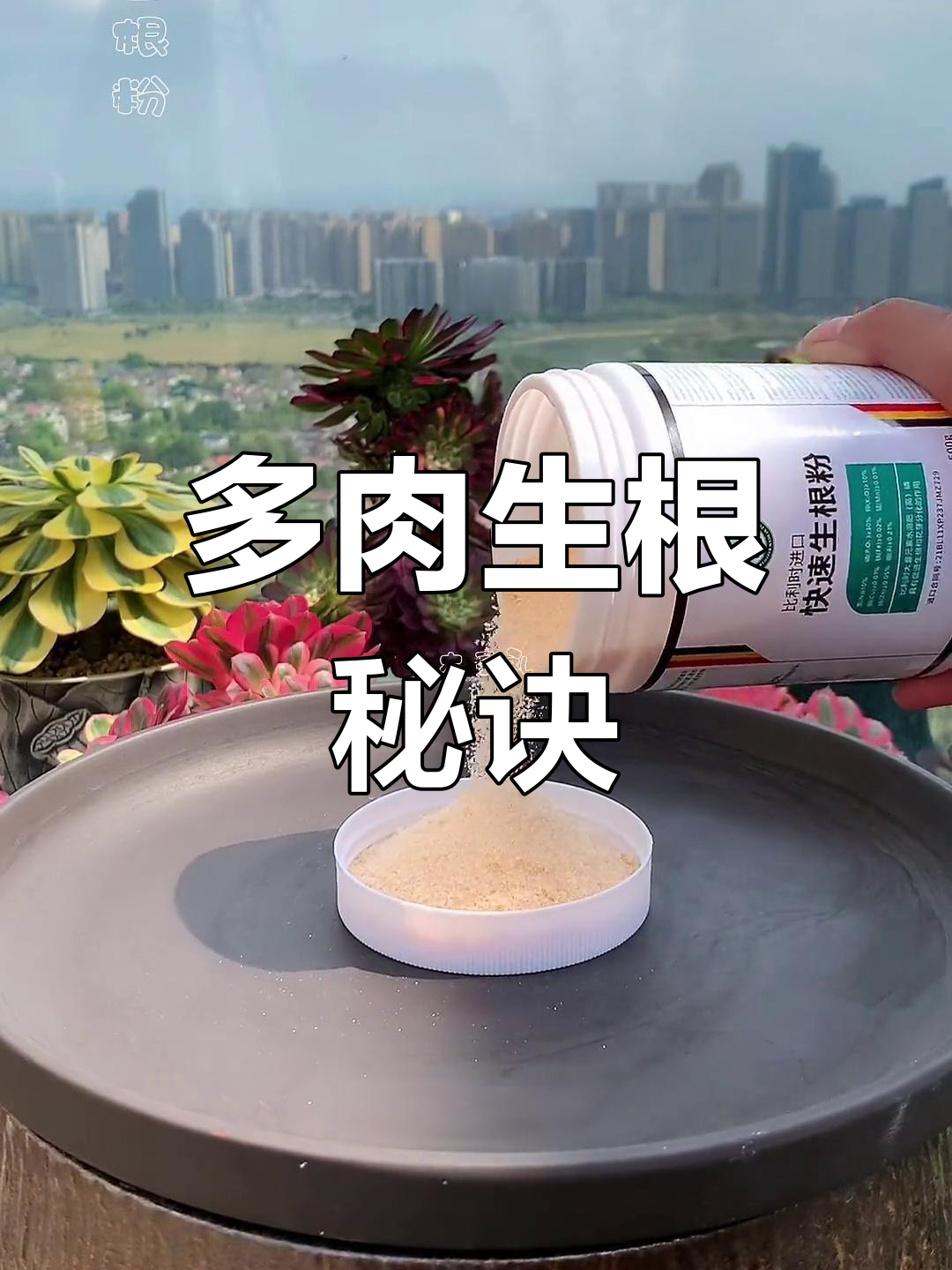 想让多肉快速生长?试试生根粉,轻松提升根系活力!