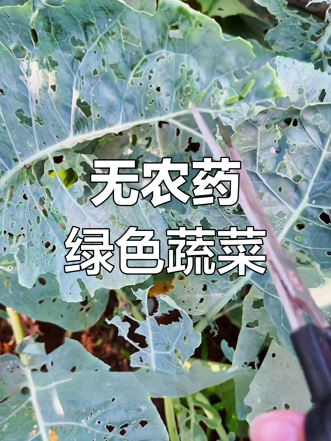 纯天然花菜种植揭秘:病虫害防治与无公害生长