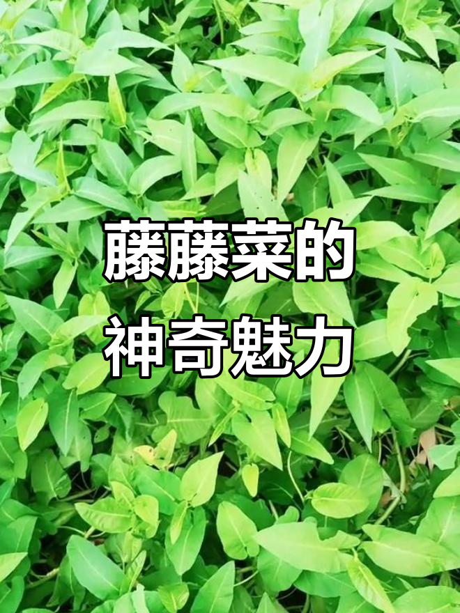 四川藤藤菜：纯天然美味，吃了让人心情大好