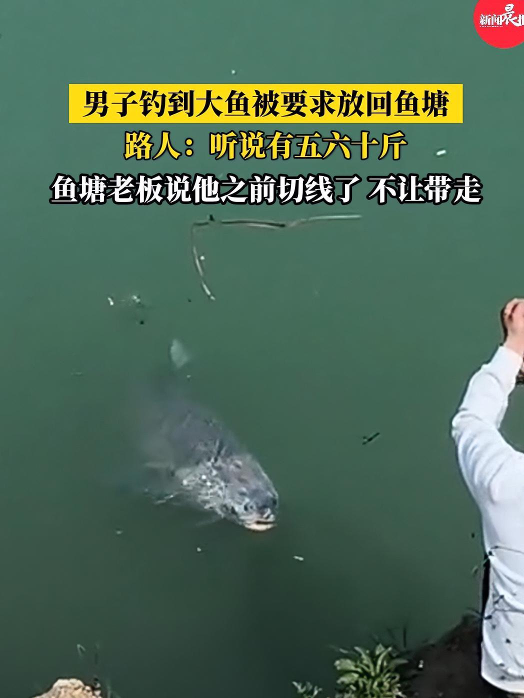 男子钓到大鱼被要求放回鱼塘,路人:听说有五六十斤,老板说他之前切线了,不让带走!(素材@菠