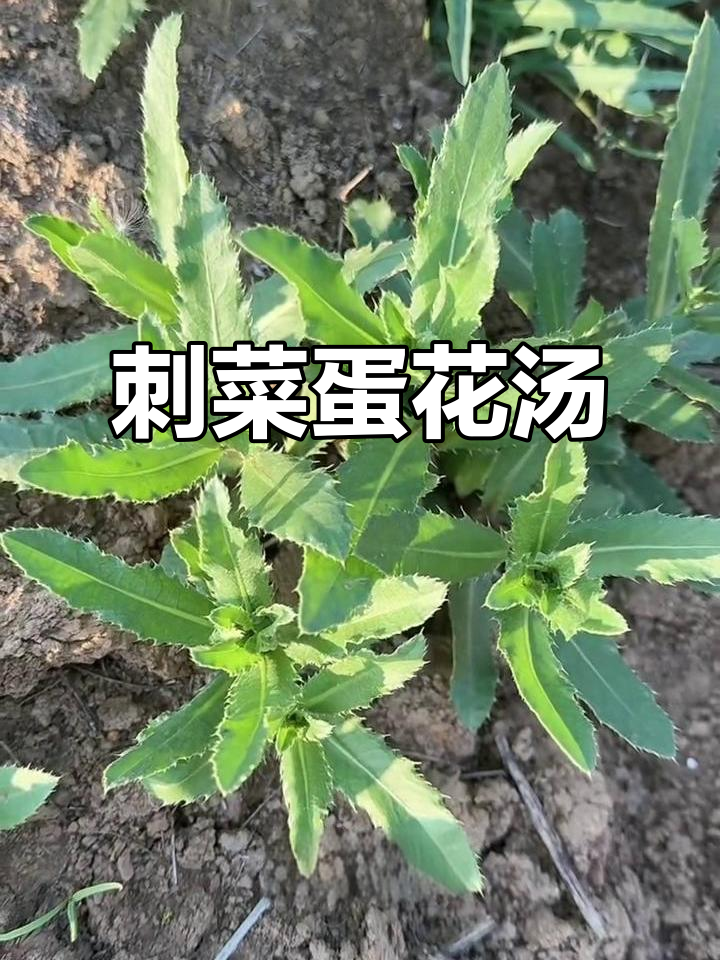 刺菜煮汤,打入三个鸡蛋,美味又营养