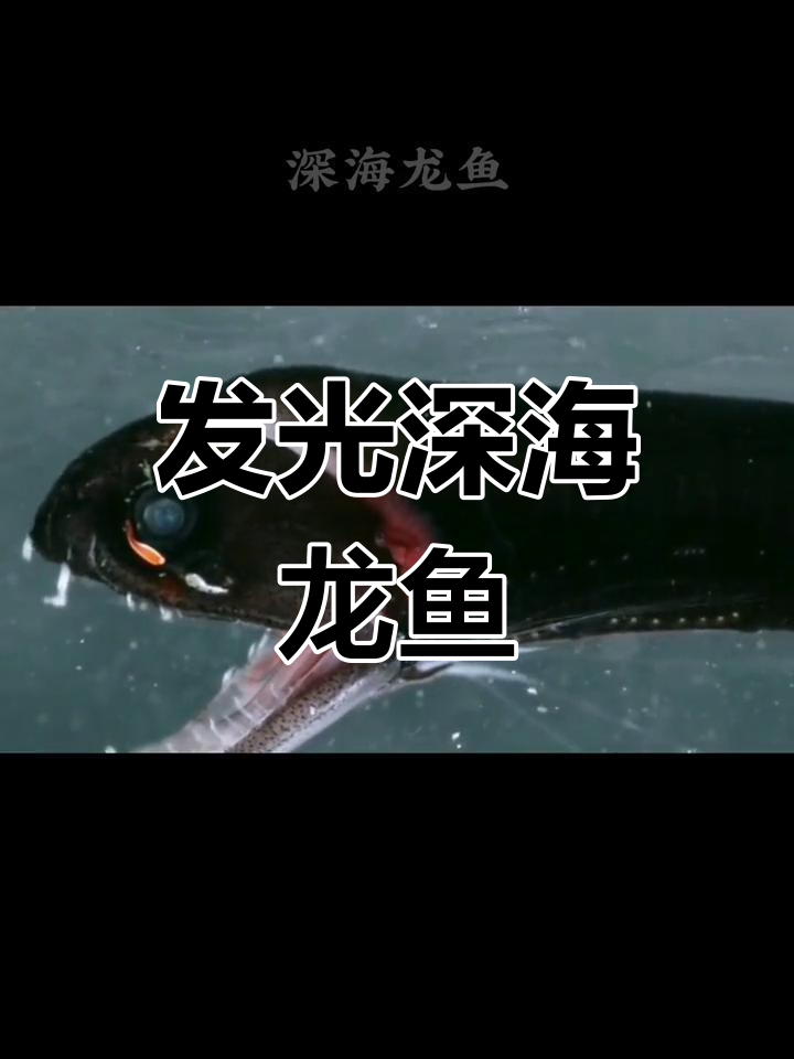 深海龙鱼:神秘的光与压力适应者