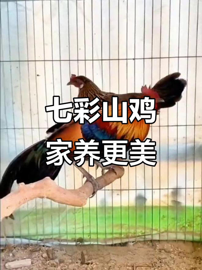 红原鸡:美丽又易养的野鸡品种,适合家庭饲养