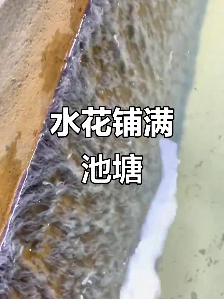 江南水花孵化忙,四十万鱼苗已售罄