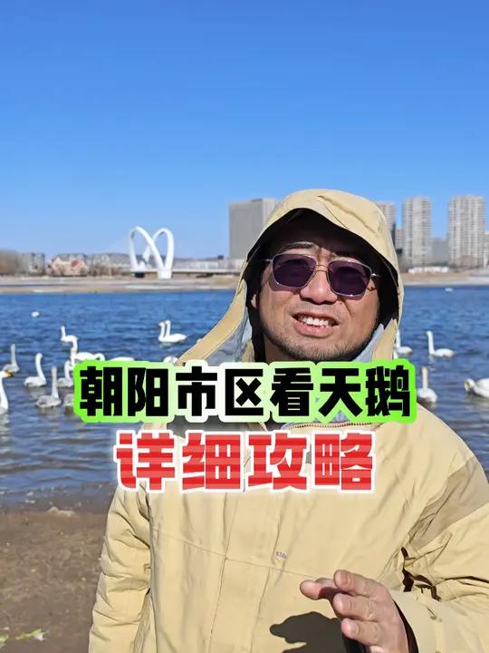 朝阳的小伙伴,不出市区就能看天鹅了,是个好消息,不过这里没有天鹅湾那边的那么多,大家自己选