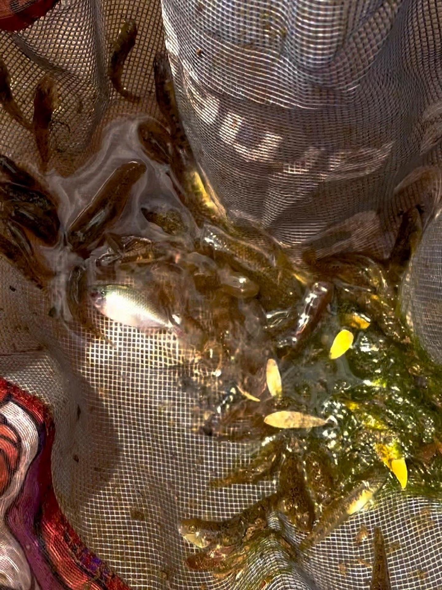 今天野采收获十分丰富,虽然只有子陵和波氏,猜猜多少条?哈哈 原生鱼 溪流缸 虾虎