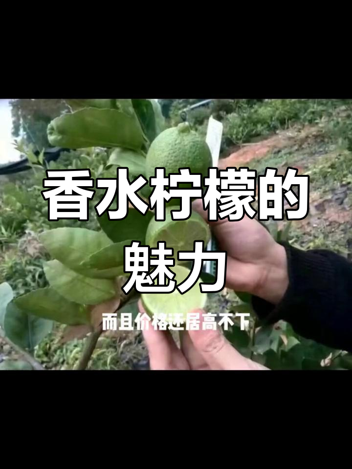 香水柠檬为何成奶茶新宠?四大优势让它脱颖而出