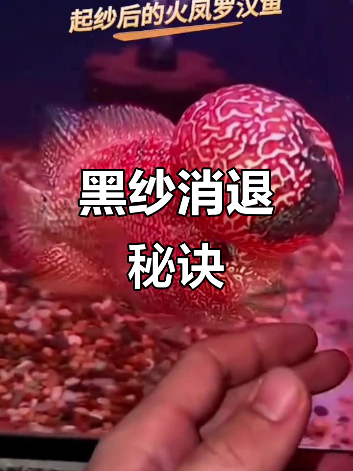 火凤罗汉鱼黑纱消退,需良好环境与营养支持