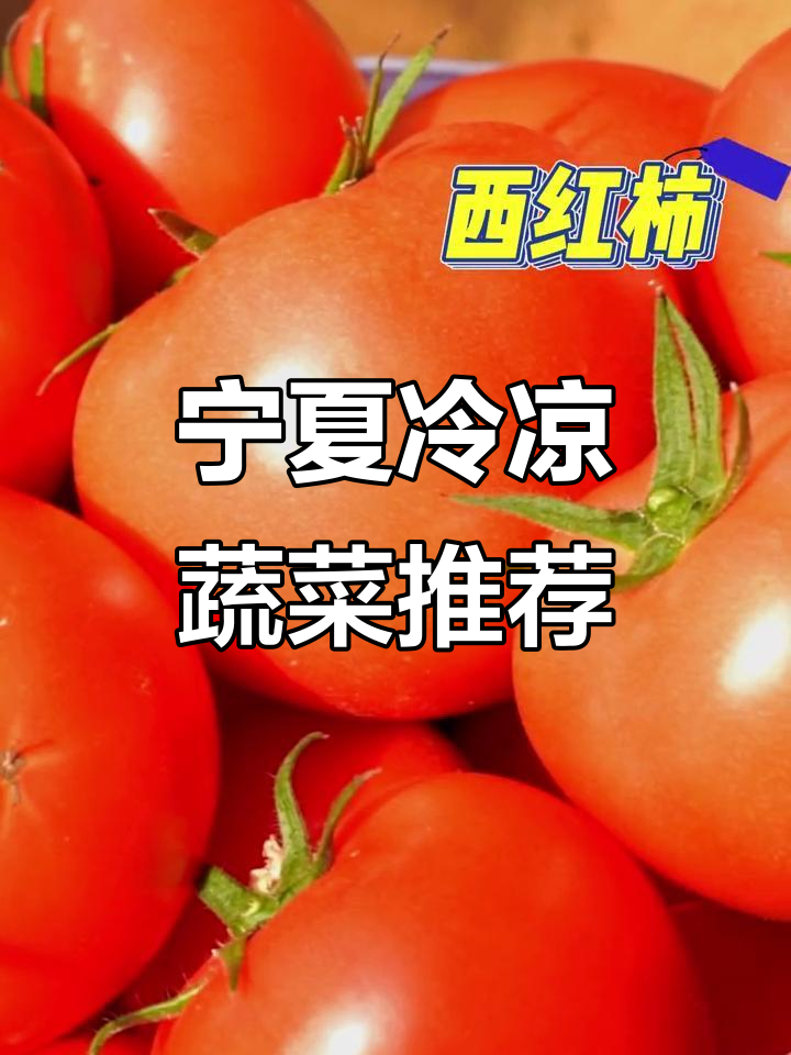 宁夏冷凉蔬菜大揭秘:这些菜让你流连忘返