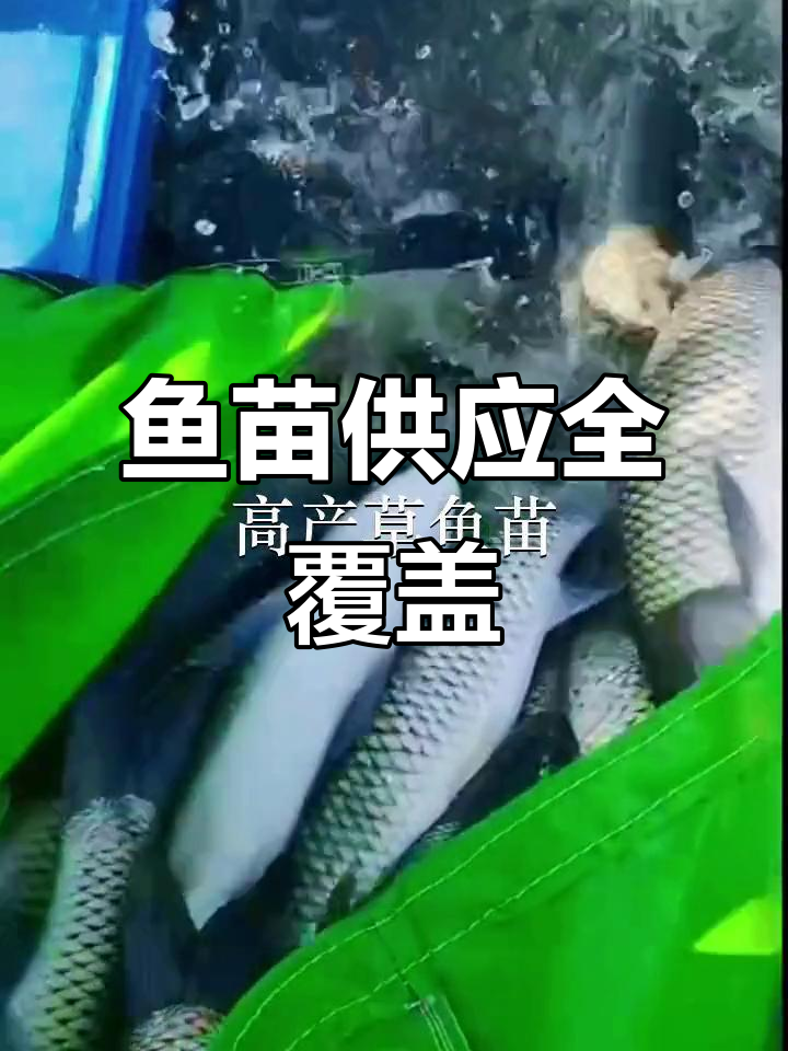 深圳、广州多地鱼苗场，放生鱼苗供应充足