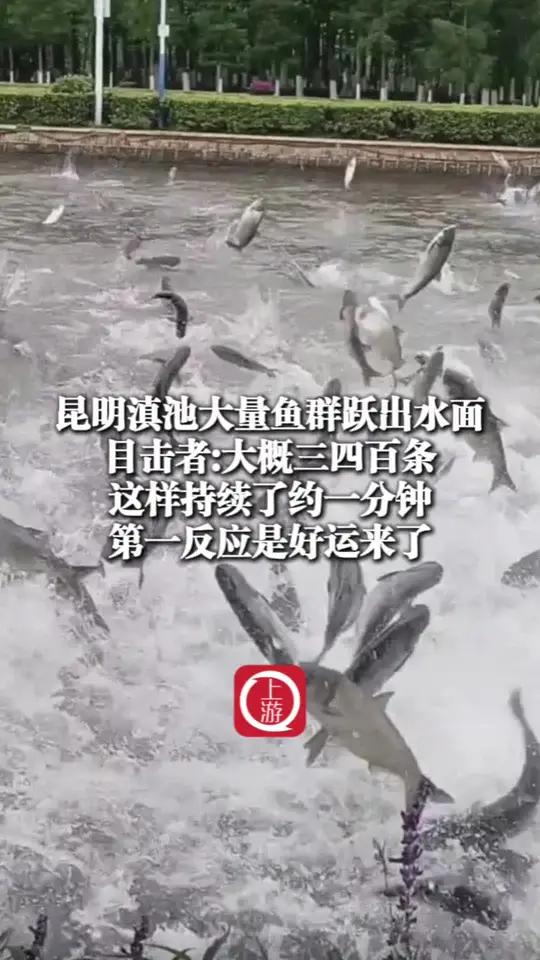 6月1日,云南昆明滇池大量鱼群跃出水面,目击者:大概三四百条,这样持续了约一分钟,第一反应