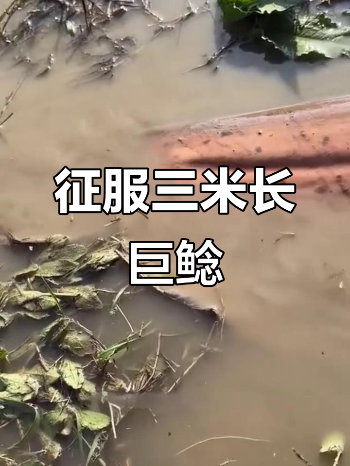 六小时挑战巨型鲶鱼,体重超五百斤!